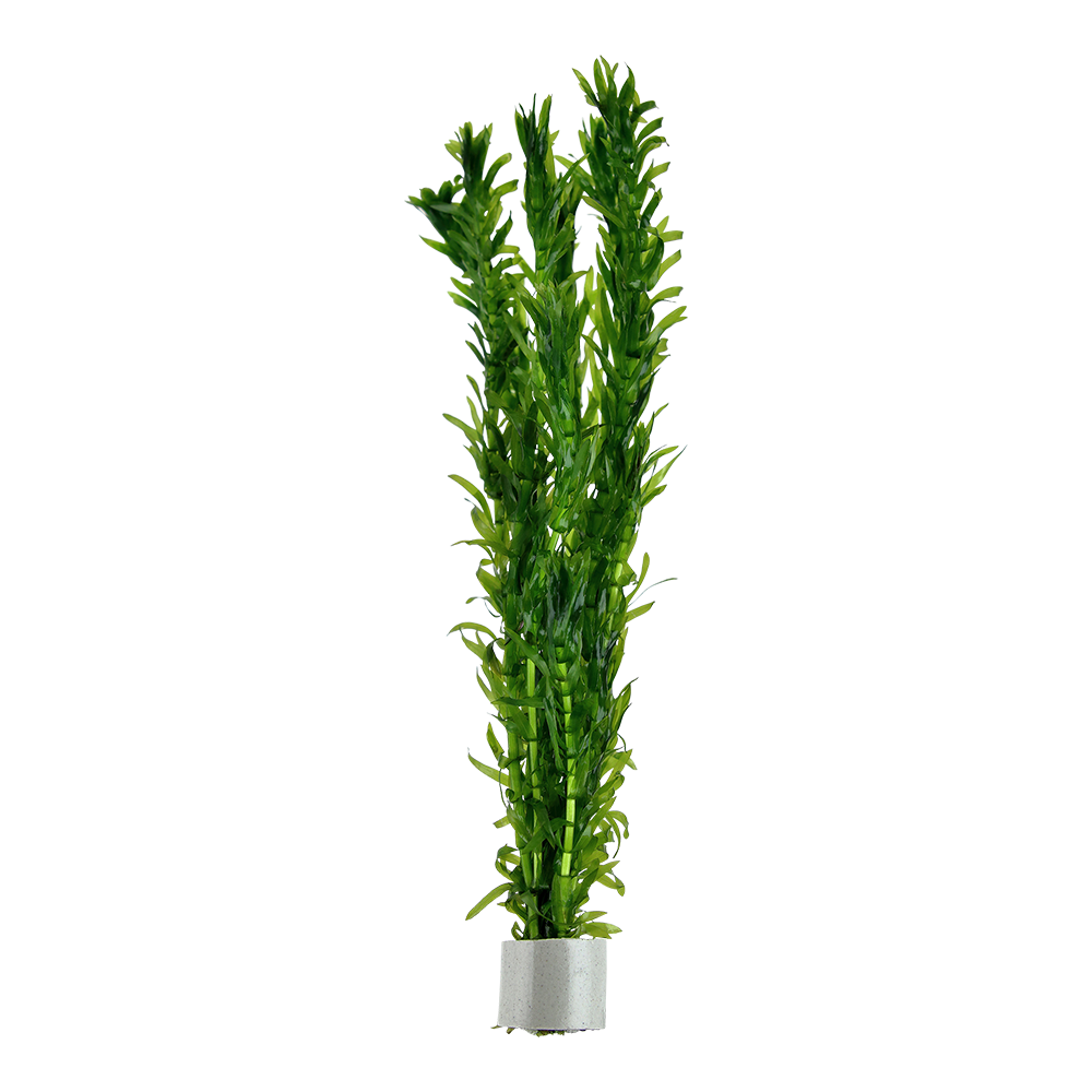 Egeria densa