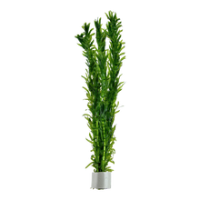 Egeria densa
