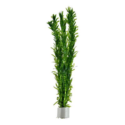 Egeria densa