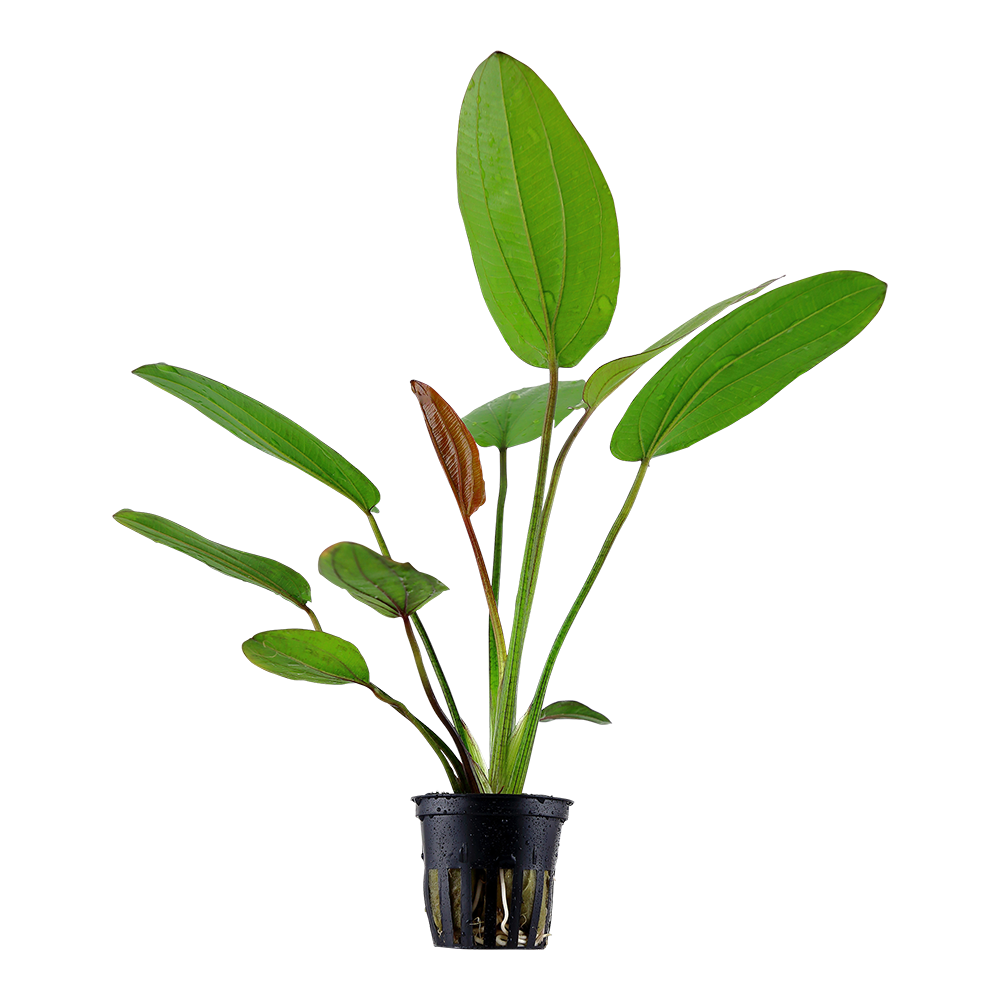 Echinodorus x barthii