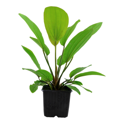 Echinodorus 'Rosé'