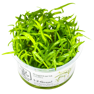 Sagittaria subulata