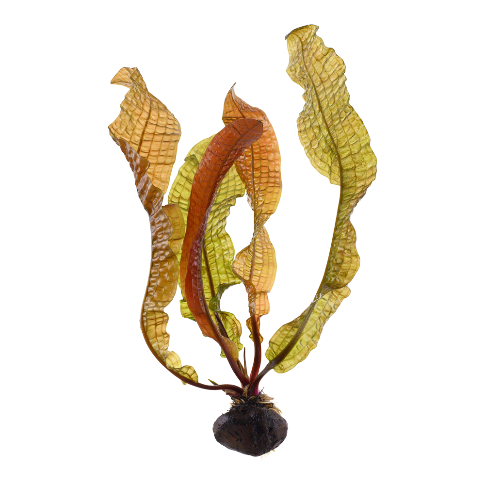 Aponogeton boivinianus