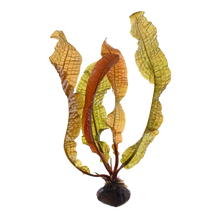 Aponogeton boivinianus