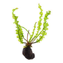 Aponogeton longiplumulosus