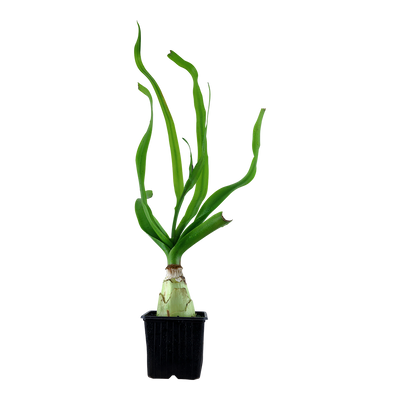Crinum thaianum