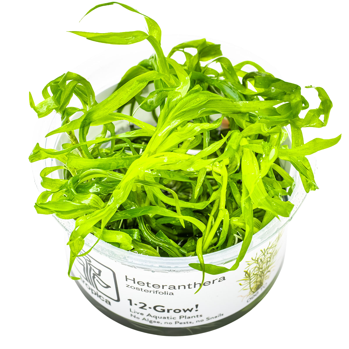 Heteranthera zosterifolia