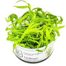 Heteranthera zosterifolia