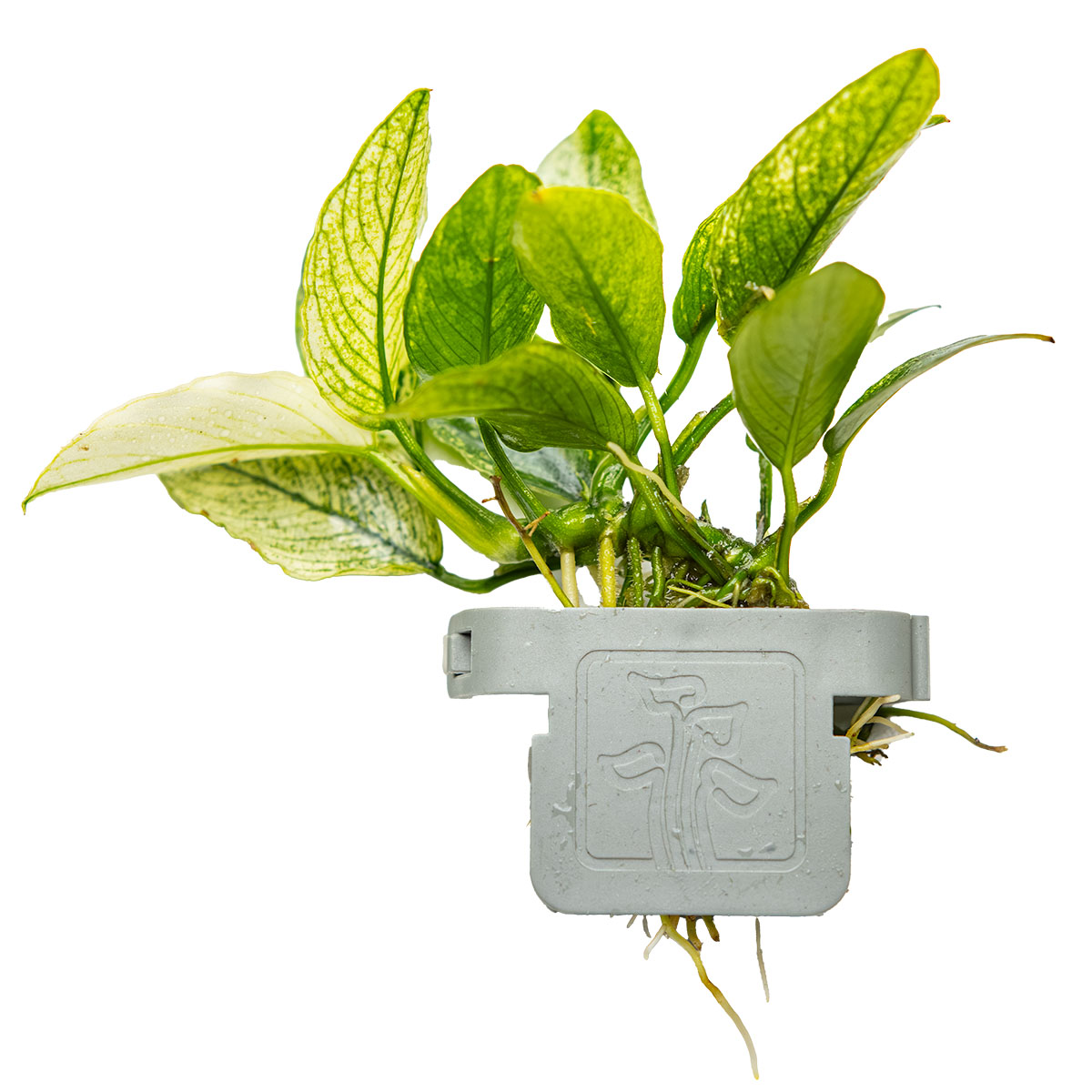 Anubias barteri var. nana 'Pinto'