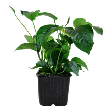 Anubias barteri caladiifolia