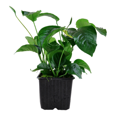Anubias barteri caladiifolia