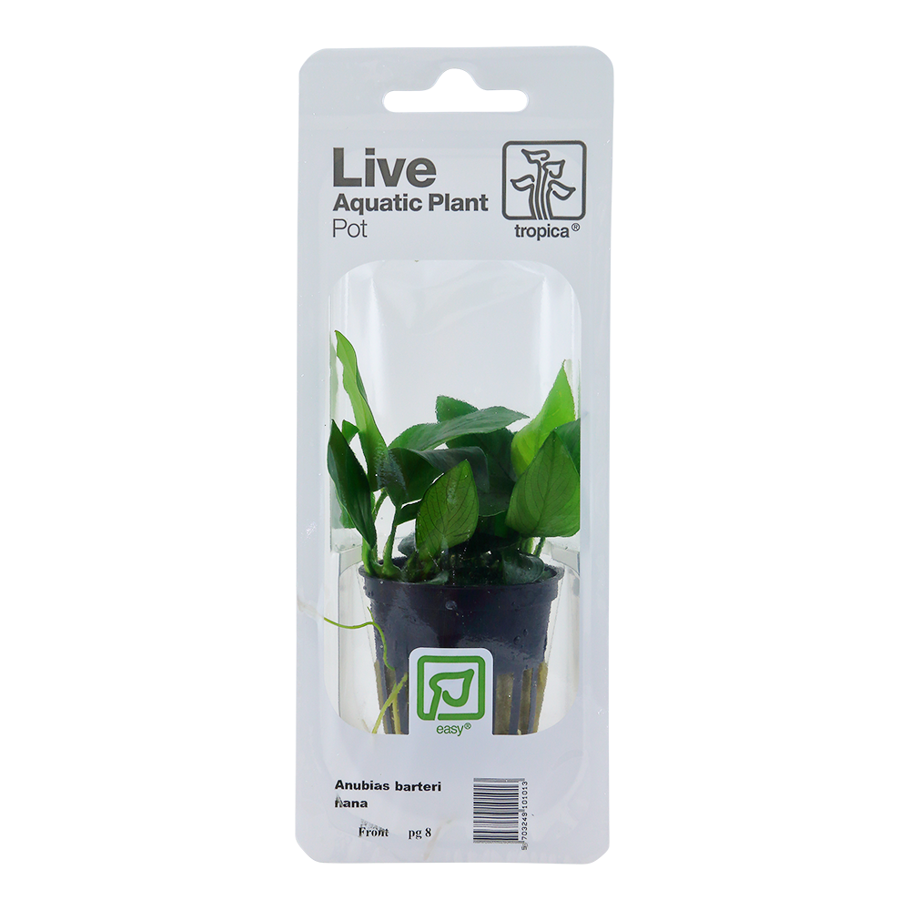 Anubias barteri nana