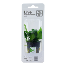 Anubias barteri nana