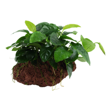 Anubias barteri nana