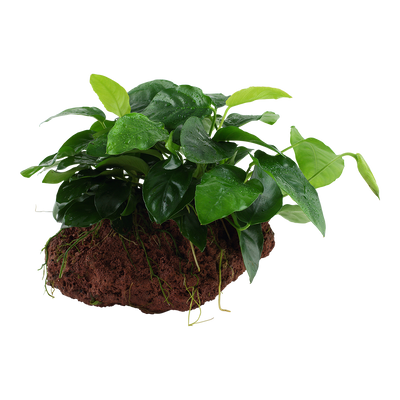 Anubias barteri nana