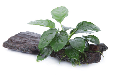 Anubias barteri nana