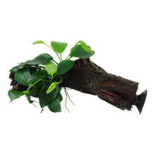 Anubias barteri nana