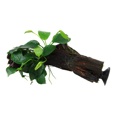 Anubias barteri nana