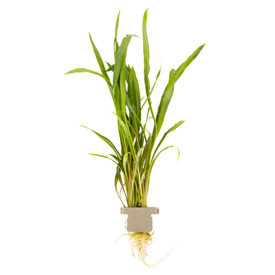 Cryptocoryne spiralis 'Red'