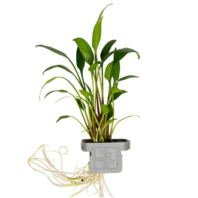 Cryptocoryne x willisii