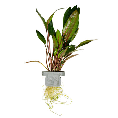 Cryptocoryne beckettii 'Petchii'