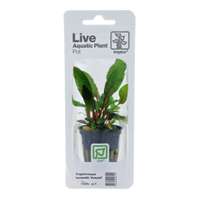 Cryptocoryne beckettii 'Petchii'