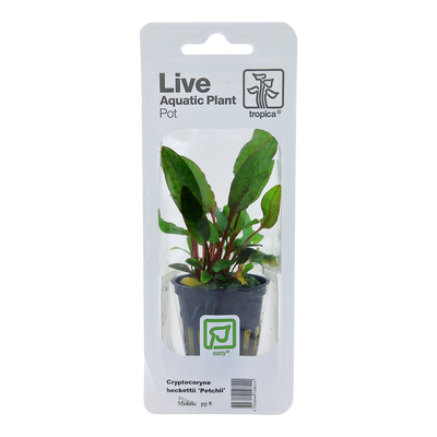 Cryptocoryne beckettii 'Petchii'