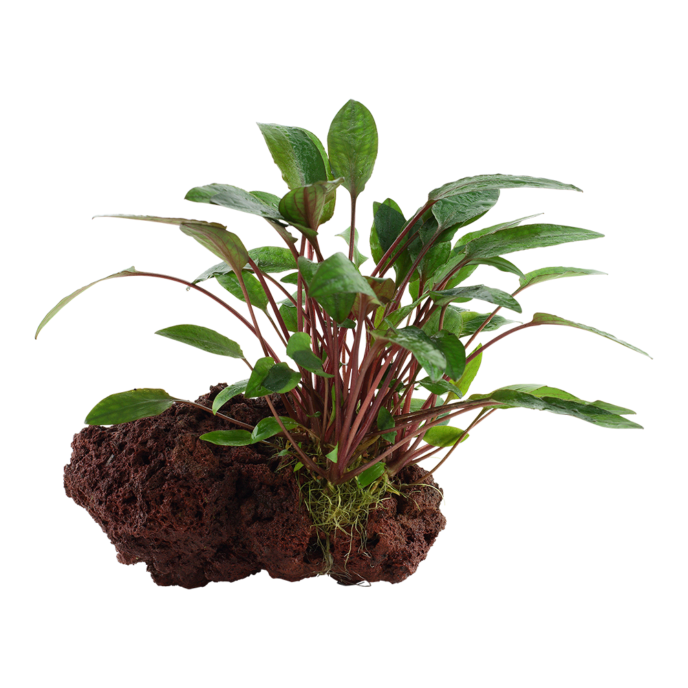Cryptocoryne beckettii 'Petchii'