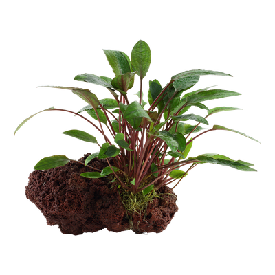 Cryptocoryne beckettii 'Petchii'