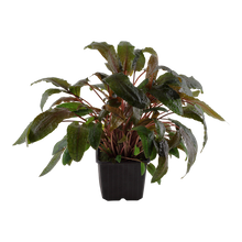 Cryptocoryne wendtii 'Tropica'