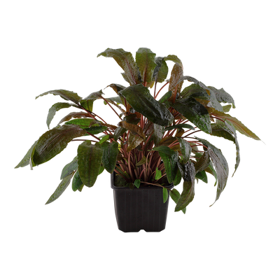 Cryptocoryne wendtii 'Tropica'