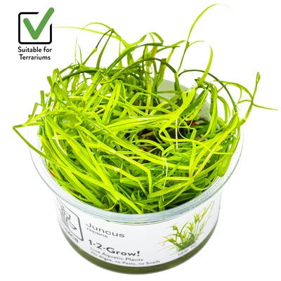 Juncus repens