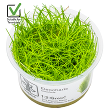 Eleocharis acicularis