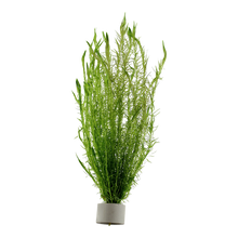 Mayaca fluviatilis