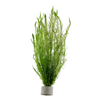 Mayaca fluviatilis