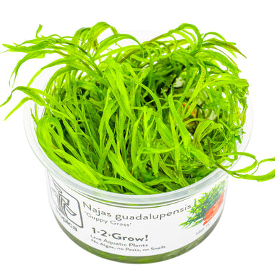 Najas guadalupensis 'Guppy Grass'
