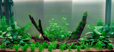 Layout 2 (128 L)