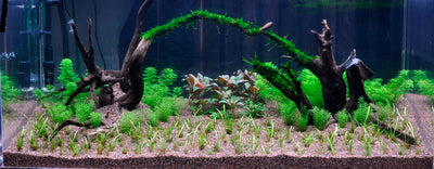 Layout 8 (225 L)