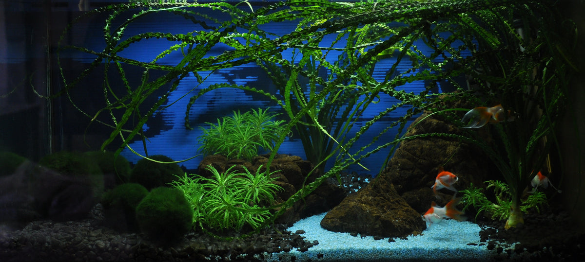 Layout 24 (54 L)