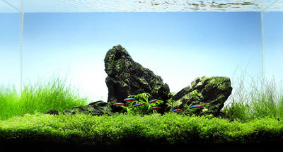 Layout 26 (60 L)
