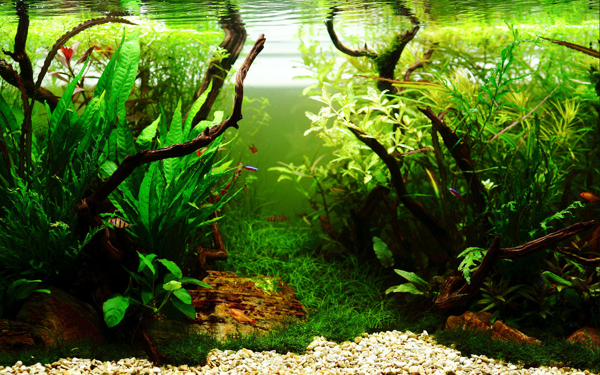 Layout 32 (360 L)