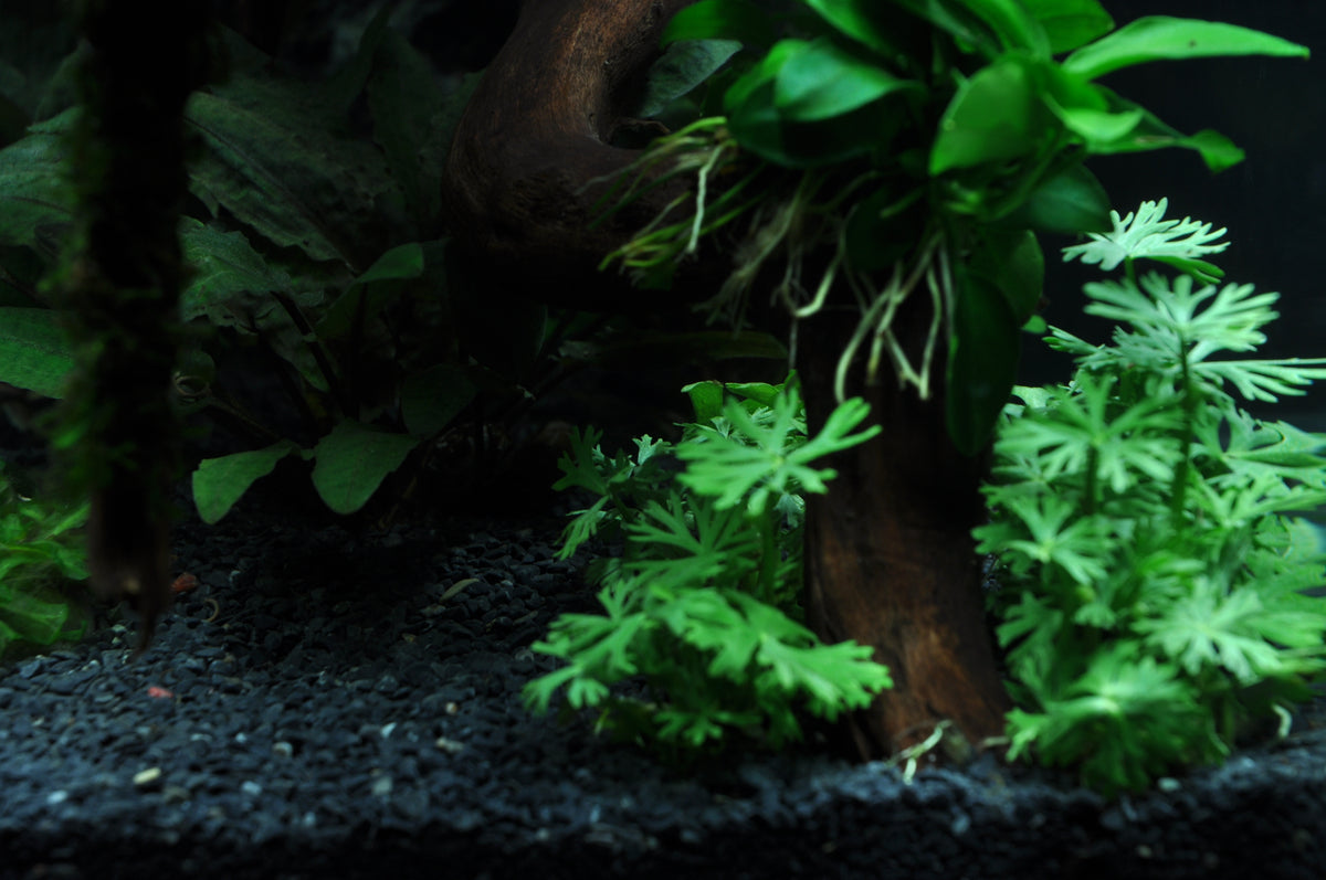 Layout 39 (30 L)
