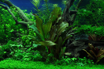 Layout 41 (180 L)