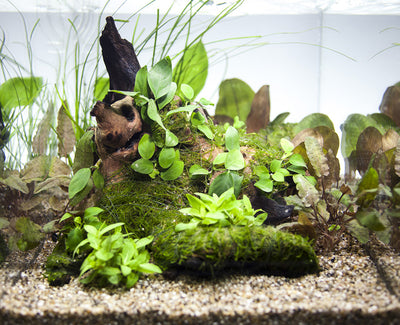 Layout 43 (30 L)