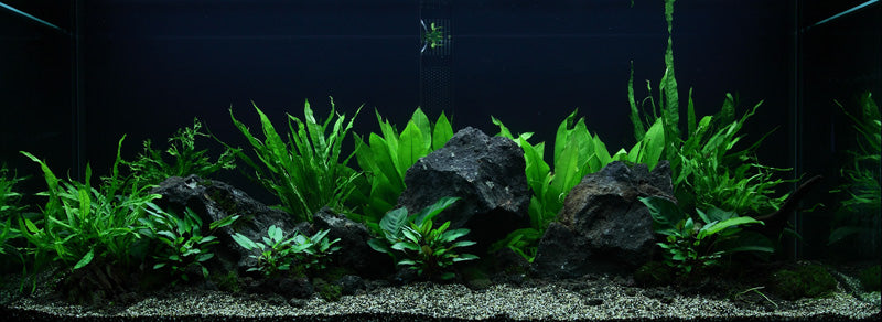 Layout 48 (300 L)