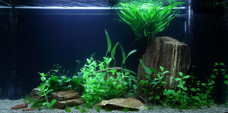 Layout 60 (125 L)