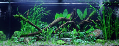 Layout 61 (180 L)