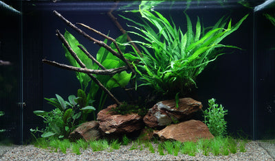 Layout 63 (100 L)