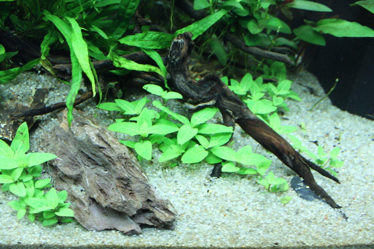 Layout 68 (120 L)