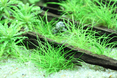 Layout 69 (125 L)